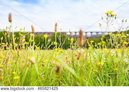Meadow Flowers Near Old Huge Göltzsch Railway Viaduct In Germany