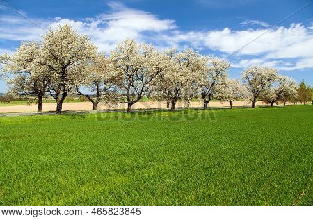 Green Field, Road And Alley Of Flowering Cherry Trees In Latin Prunus Cerasus With Beautiful Sky. Wh