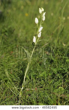 Orchidea Elleborine bianca