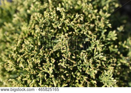 Sawara Cypress White Pygmy Branches In The Spring
