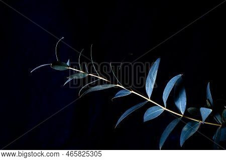 Eucalyptus Parvifolia In Cold Blue Tones On A Black Background. Moody Flora