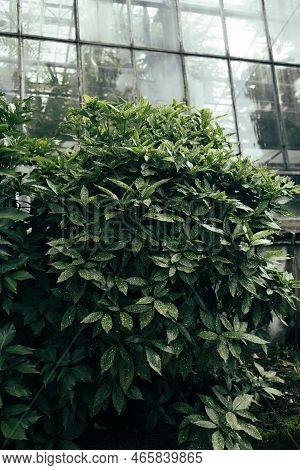 Aucuba Japonica Or Japanese Laurel Spotted Leaves Pattern Background. Leaf Texture Background In Ubu