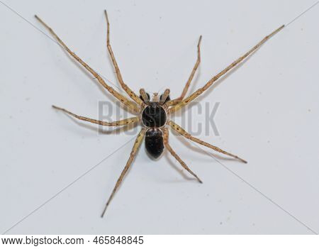 A Two-color Flat-streaked Spider, Philodromus Dispar On A Wall.