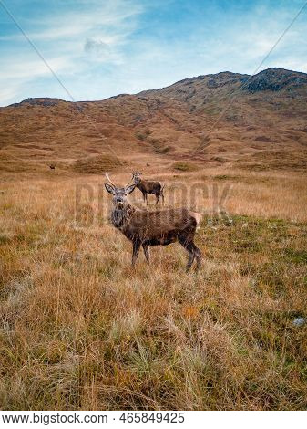 Young Red Deer Stag In The Scottish Highlands
