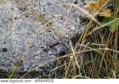 Close-up Of A Fence Lizard In Nature. Males Are Green, Females Are Brown.