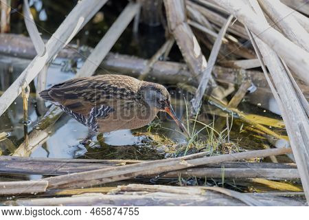 The Virginia Rail (rallus Limicola). Natural Scene From Wisconsin.