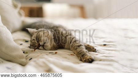 Scottish Straight Cute Cat Portrait. Happy Pet. Gray Scottish Straight Cat Sleeping. Portrait Of A B