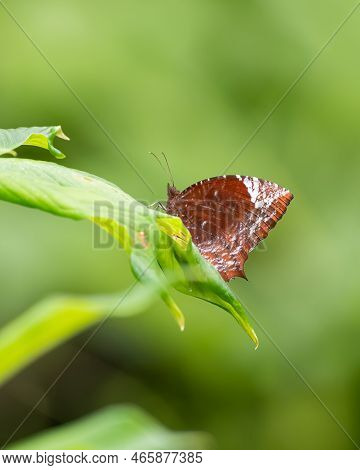 Beautiful Tailed Palmfly (elymnias Caudata) Butterfly Resting On A Large Leaf In The Garden At Manga