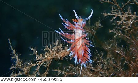 Sea Slug Pilgrim Hervia (cratena Peregrina) Close-up Undersea, Aegean Sea, Greece, Halkidiki