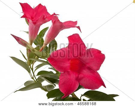 Mandevilla blomster