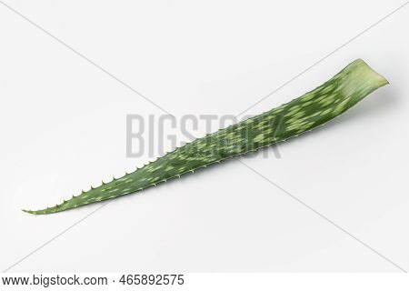 aloe, aloe leaves isolated on white background