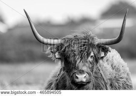 Netherlands. November 2022. Highlander Cattle In The Wild.
