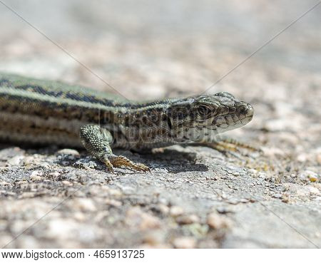 Iberian Wall Lizard, Podarcis Guadarramae, On A Rock. Photo Taken In Guadarrama Mountains National P