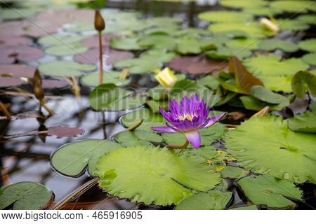 Magic Bright Water Lily Or Lotus Flower Perrys Orange Sunset In Pond. Nymphaea With Water Drops, Ref