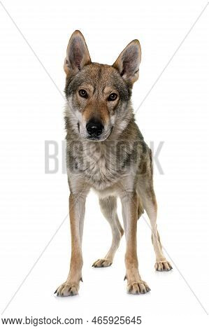 Czechoslovakian Wolf Dog In Front Of White Background