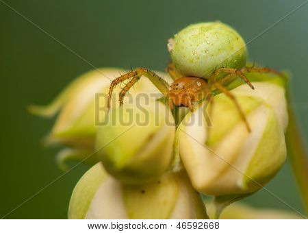 Araniella Cucurbitina