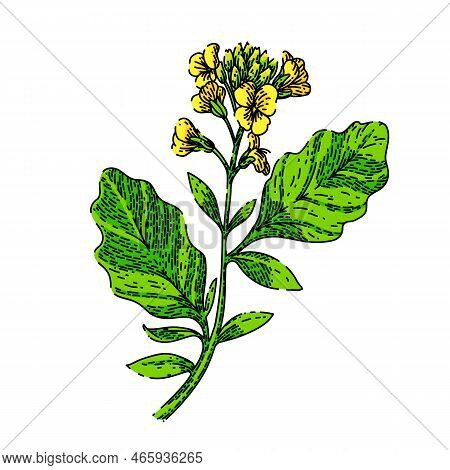 Mustard Plant Hand Drawn Vector. Flower Yellow, Nature Field, Seed Blossom, Rapeseed Leaf, Spring Gr