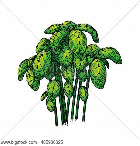 Basil Pesto Plant Hand Drawn Vector. Green Fresh, Food Leaf, Herb Leaves, Vegetarian Sauce, Organic 