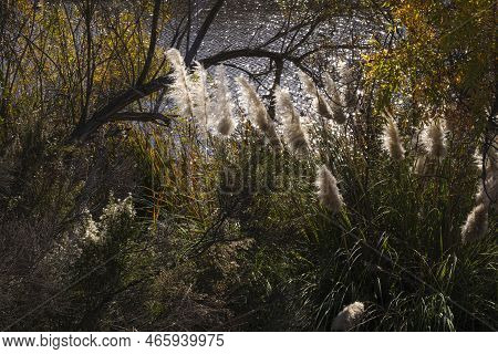 Full Frame Of Wild Natural Landscape With Overgrown Plants And Pampas Grass, Sunshine, Multi Colored