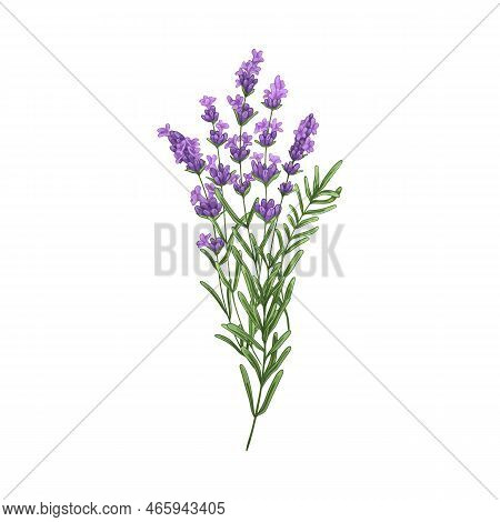 Lavender Flowers, French Blossomed Violet Flora. Provence Floral Plant, Herbs Drawing. Purple Lavend