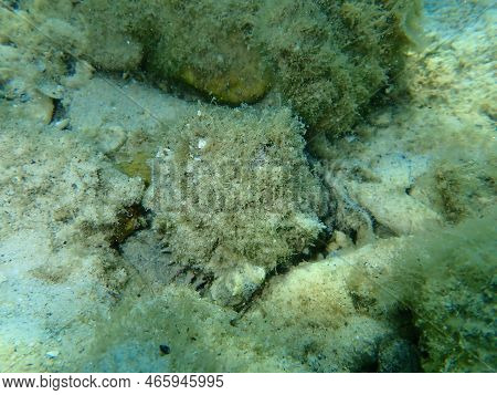European Thorny Oyster Or Spinous Scallop, Thorny Oyster (spondylus Gaederopus) Undersea, Aegean Sea