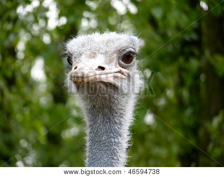 Ostrich's head