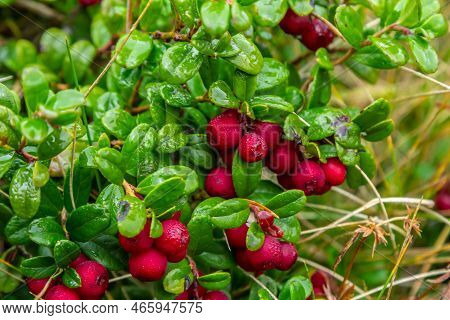 Lingonberry Fireballs - Latin Name - Vaccinium Vitis-idaea Fireballs