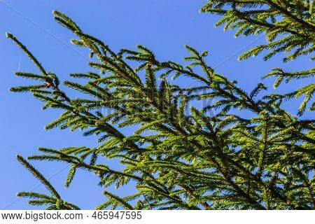 Branches With Cones European Spruce Picea Abies On A Background Of Blue Sky