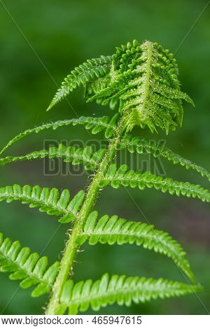Dryopteris Carthusiana Is A Species Of Herbaceous Plants Of The Dryopteridaceae Family, Common In Te