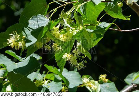 Linden Yellow Blossom Of Tilia Cordata Tree Small-leaved Lime, Little Leaf Linden Flowers Or Small-l