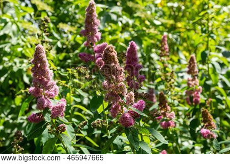 Blossom Of Hardhack Spiraea Douglasii Or Spiraea Salicifolia Or Steeplebush, Douglas' Spirea, Dougla