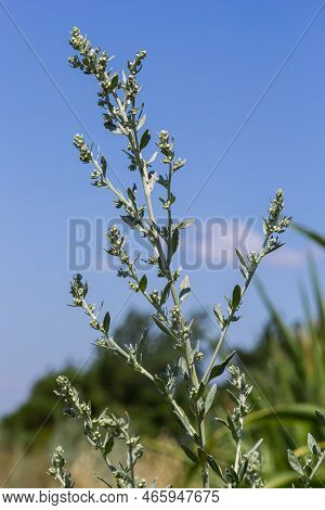 Artemisia Absinthium Is A Perennial Plant Of The Aster Family. Medicinal, Food, Phytoncide, Essentia