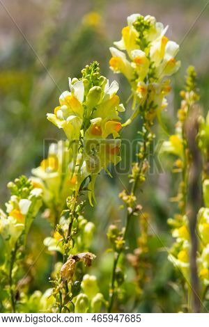 Flaxseed Or Wild Snapdragon Linaria Vulgaris Is A Medicinal Herb. Wildflowers Inflorescence
