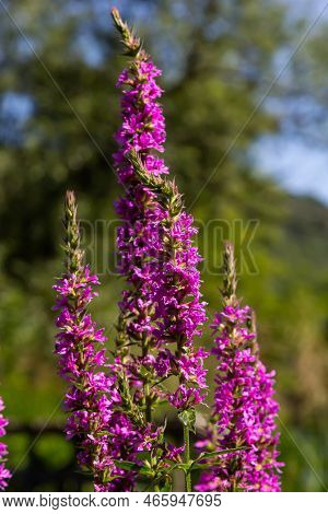 Lythrum Salicaria Pink Flowers, Purple Loosestrife, Spiked Loosestrife, Purple Lythrum On Green Mead