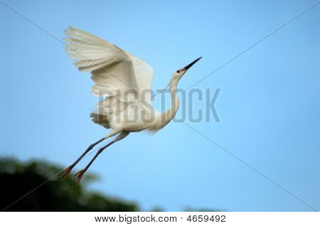 Pájaro