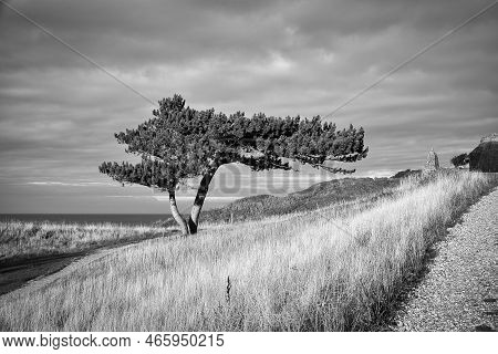 Pine Tree In Black And White Taken On A Meadow On The Coast Of Denmark. Shape Of The Tree Grown By T