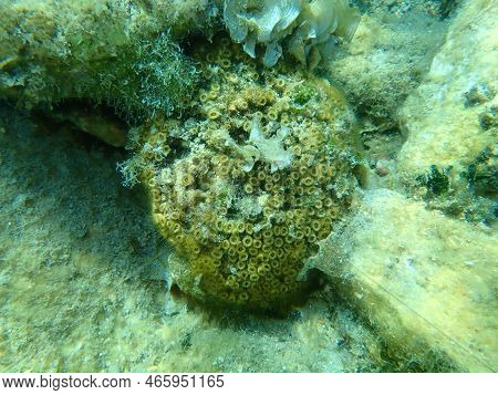 Stony Coral Cushion Coral (cladophora Dalmatica, Former Scientific Name Cladophora Caespitosa) Under