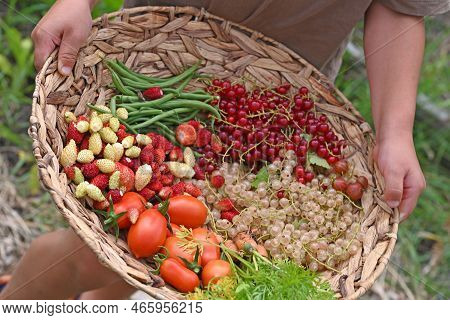Child Holding A Basket With Vegetable From The Vegetablegarden.