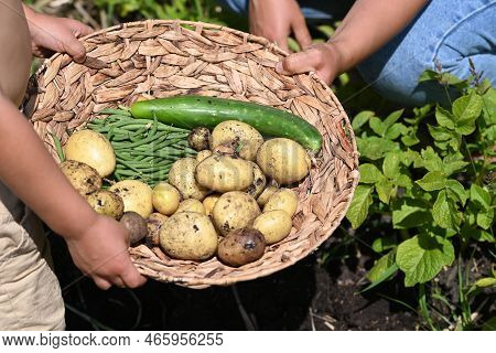 Child Holding A Basket With Vegetable From The Vegetablegarden.