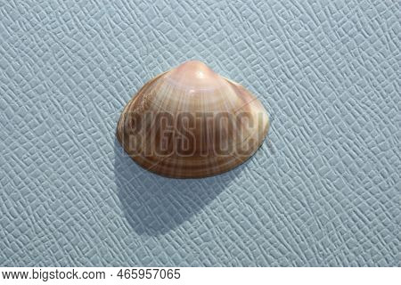 White Trough Shell Or Rayed Trough Clam, Rayed Trough Shell, White Trough Clam (mactra Stultorum) On