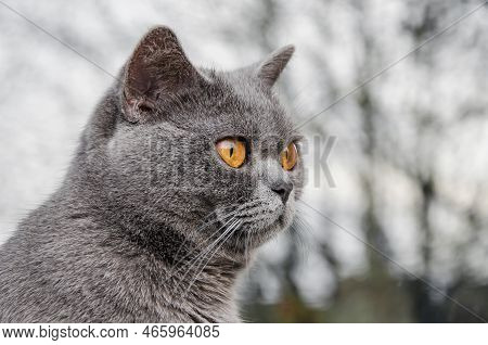 British Shorthair Cat, Domestic Cat, Neutered Cat.