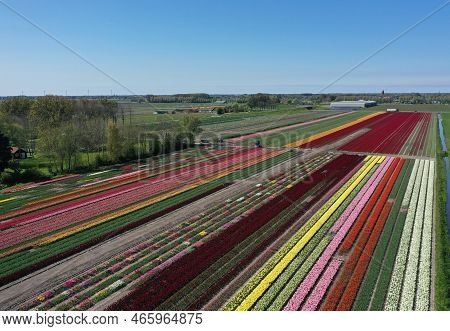 Aerial Drone Shot View Of Blooming Dutch Tulip Fields Located In Noordholland, The Netherlands. Stun