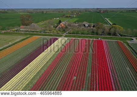 Aerial Drone Shot View Of Blooming Dutch Tulip Fields Located In Noordholland, The Netherlands. Stun