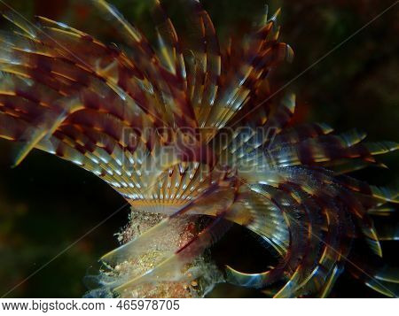 Marine Polychaete Mediterranean Fanworm Or Feather Duster Worm, European Fan Worm (sabella Spallanza