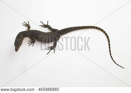 The Mangrove Monitor Or Western Pacific Monitor Lizard (varanus Indicus) Isolated On White Backgroun