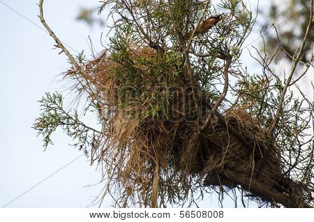 Great Kisakadee Pitangus sulphuratus nest