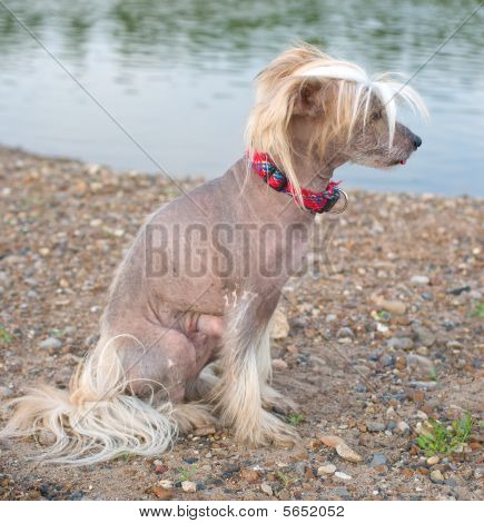 Chinese Crested Dog