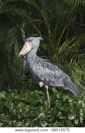 Shoebill Stork