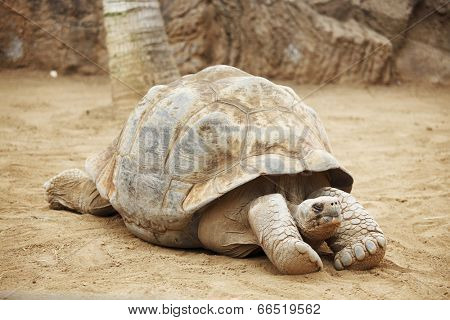 Close-up portrait of a big Seychelles turtle on sand