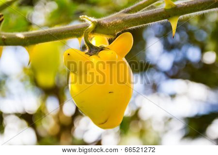Solanum Mammosum Plant